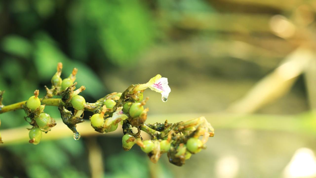 Shola Crown Resort - Munnar Chinnakanal Luaran gambar